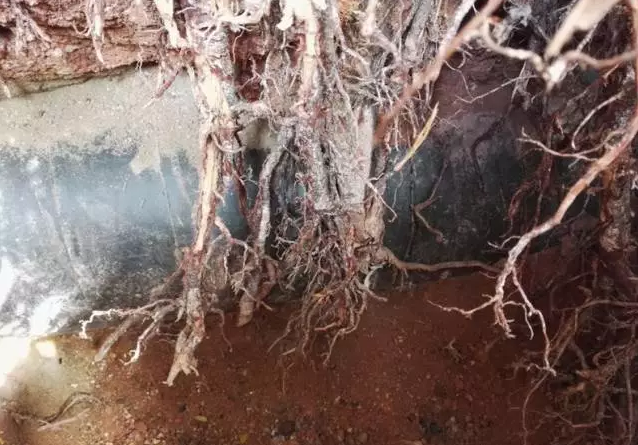 热水增压泵金属软接头：植物根系对天然气长输管道的影响